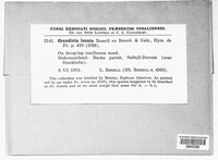 Image Associated With the Occurence